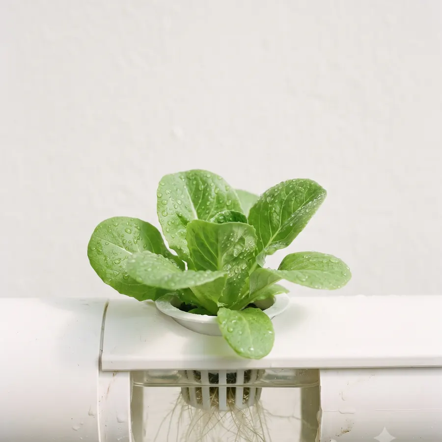 A young lettuce growing in a hydroponic cup